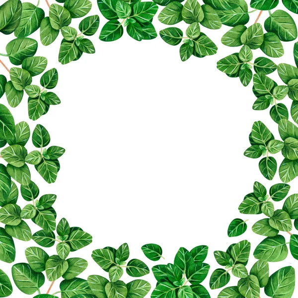 Keklikotu. Kare kare. Suluboya vintage çizim. Beyaz bir arka planda izole edilmiş. Tasarım için.