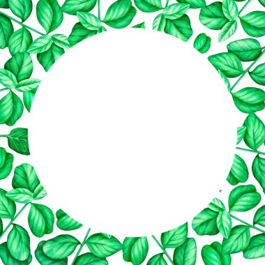 Ispanak. Kare kare. Suluboya çizimi. Beyaz bir arka planda izole edilmiş. Tasarımın için..