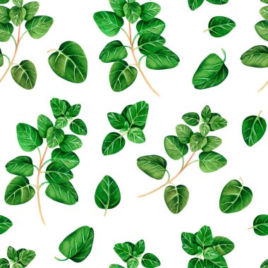 Oregano 'nun kusursuz deseni. Suluboya çizimi. Beyaz bir arkaplanda izole edilmiş. Tasarımın için..