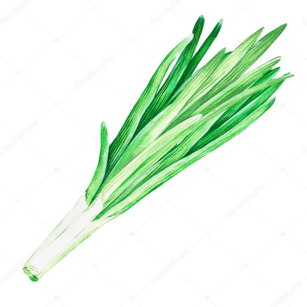 A bunch of green onions. Watercolor vintage illustration. Isolated on a white background.For design.