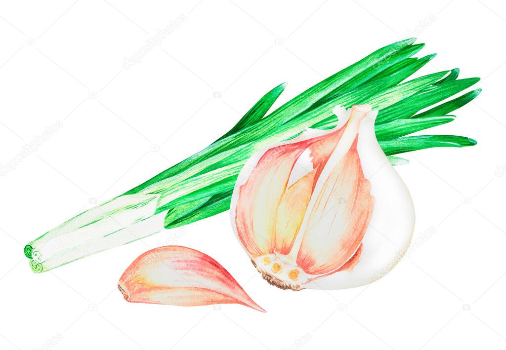 Garlic and green onions. Watercolor vintage illustration.Isolated on a white background.For design.