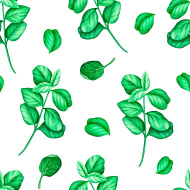 Kusursuz desenli ıspanak. Suluboya çizimi. Beyaz bir arka planda izole edilmiş. Tasarımın için..