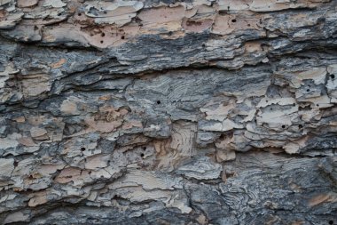 Sonbahar ormanındaki ağaç kabuğu. Yakın plan.