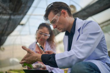 Agronomist çiftçiler, organik çiftlikteki sebzelerin kalitesini kontrol etmek için serada veri topluyor..