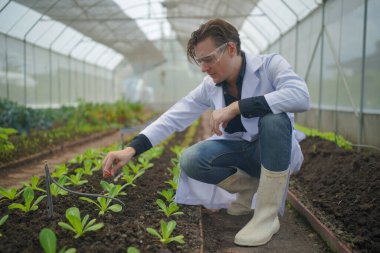 Agronomist çiftçi kalite müfettişi organik çiftlikte sebze kalitesini kontrol etmek için serada veri topluyor. Akıllı çiftçilik, modern tarım. Yerel organik gıda işi. Dijital tabletli organik tarım üreticisinin portresi 