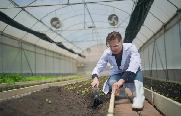 Agronomist farmer quality inspector holding are collecting data in greenhouse checking quality of vegetables in organic farm. Smart farming, modern agriculture.Local organic food Business. Portrait of organic farm producer with digital tablet