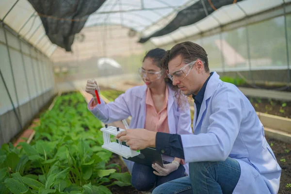 Agronomist farmers  are collecting data in greenhouse checking quality of vegetables in organic farm.