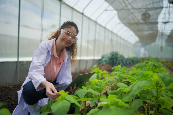 Agronomist farmer quality inspector  collecting data in greenhouse checking quality of vegetables in organic farm.