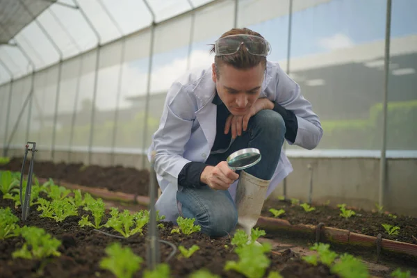 Agronomist farmer quality inspector holding are collecting data in greenhouse checking quality of vegetables in organic farm. Smart farming, modern agriculture.Local organic food Business. Portrait of organic farm producer with digital tablet