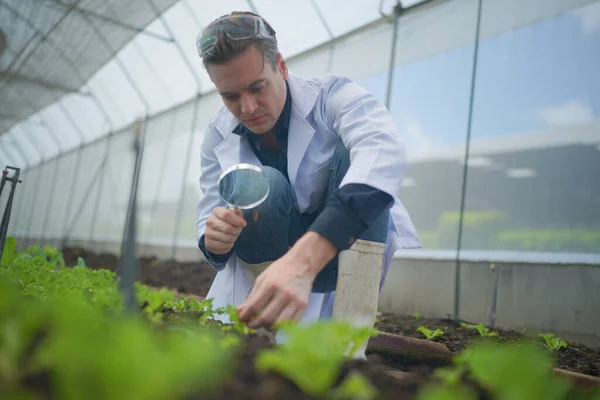 Agronomist farmer quality inspector holding are collecting data in greenhouse checking quality of vegetables in organic farm. Smart farming, modern agriculture.Local organic food Business. Portrait of organic farm producer with digital tablet