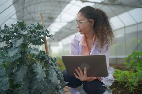 Agronomist farmer quality inspector  collecting data in greenhouse checking quality of vegetables in organic farm.