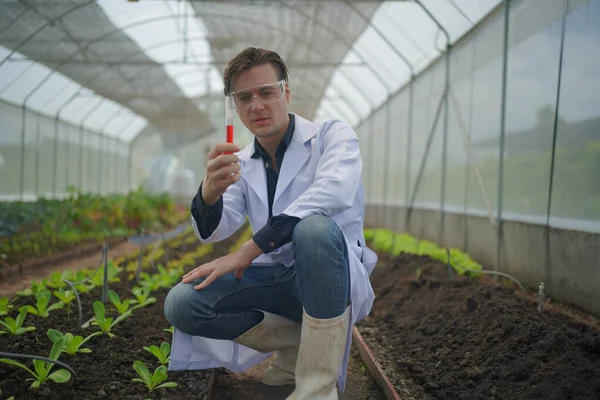 Agronomist farmer quality inspector holding are collecting data in greenhouse checking quality of vegetables in organic farm. Smart farming, modern agriculture.Local organic food Business. Portrait of organic farm producer with digital tablet