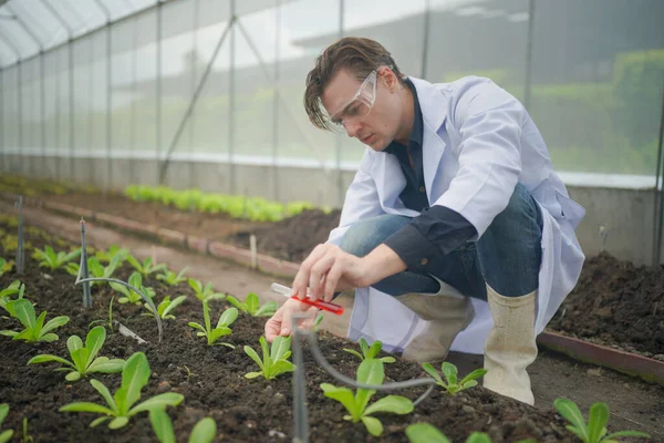 Agronomist farmer quality inspector holding  collecting data in greenhouse