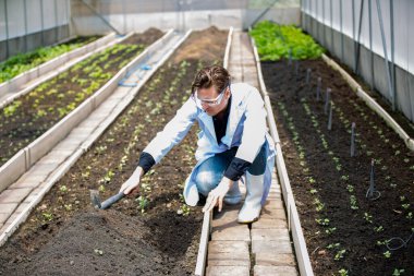 Agronomist çiftçi kalite müfettişi organik çiftlikte sebze kalitesini kontrol etmek için serada veri topluyor. Akıllı çiftçilik, 