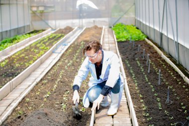 Agronomist çiftçi kalite müfettişi organik çiftlikte sebze kalitesini kontrol etmek için serada veri topluyor. Akıllı çiftçilik, 