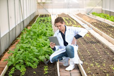 Agronomist çiftçi kalite müfettişi organik çiftlikte sebze kalitesini kontrol etmek için serada veri topluyor. Akıllı çiftçilik, 