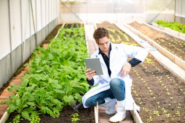 Agronomist çiftçi kalite müfettişi organik çiftlikte sebze kalitesini kontrol etmek için serada veri topluyor. Akıllı çiftçilik, 