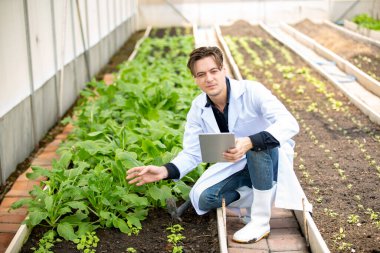 Agronomist çiftçi kalite müfettişi organik çiftlikte sebze kalitesini kontrol etmek için serada veri topluyor. Akıllı çiftçilik, 