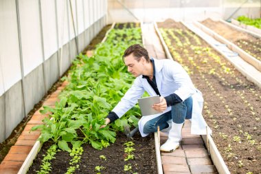 Agronomist çiftçi kalite müfettişi organik çiftlikte sebze kalitesini kontrol etmek için serada veri topluyor. Akıllı çiftçilik, 
