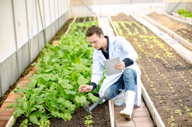 Agronomist çiftçi kalite müfettişi organik çiftlikte sebze kalitesini kontrol etmek için serada veri topluyor. Akıllı çiftçilik, 