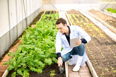 Agronomist çiftçi kalite müfettişi organik çiftlikte sebze kalitesini kontrol etmek için serada veri topluyor. Akıllı çiftçilik, 