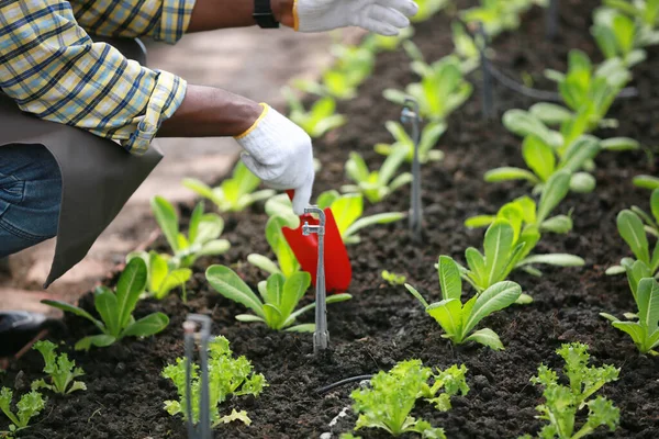 Organik çiftlikte tarım yapan çiftçi kaliteli sebze müfettişi. Akıllı çiftçilik, modern tarım. Yerel organik gıda işi. Dijital tabletli organik tarım üreticisinin portresi 