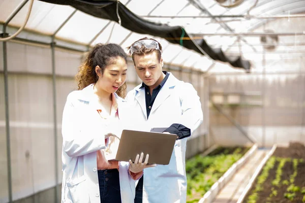 Agronomist farmer quality inspector holding are collecting data in greenhouse checking quality of vegetables in organic farm. Smart farming, modern agriculture. Local organic food Business. Portrait of organic farm producer with digital tablet