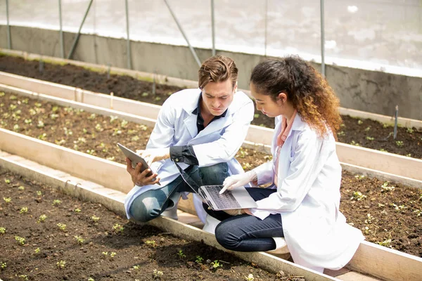 Agronomist farmer quality inspector holding are collecting data in greenhouse checking quality of vegetables in organic farm. Smart farming,