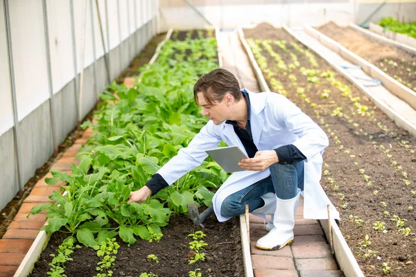 Agronomist farmer quality inspector holding are collecting data in greenhouse checking quality of vegetables in organic farm. Smart farming,