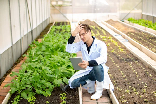 Agronomist farmer quality inspector holding are collecting data in greenhouse checking quality of vegetables in organic farm. Smart farming,