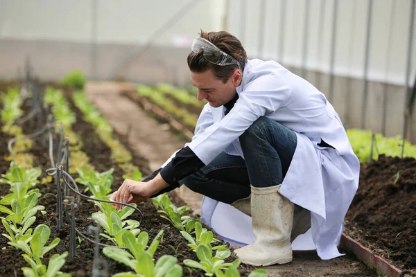 Agronomist farmer quality inspector holding are collecting data in greenhouse checking quality of vegetables in organic farm. Smart farming,