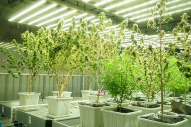 Commercial hemp farming in a greenhouse. Industrial hemp grown to produce CBD oil