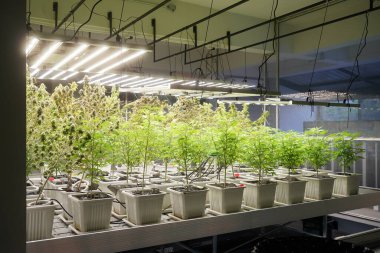 Commercial hemp farming in a greenhouse. Industrial hemp grown to produce CBD oil