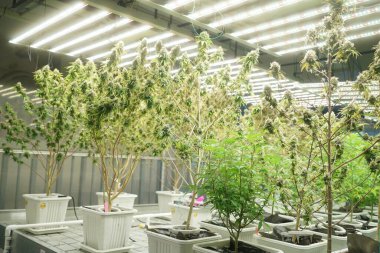 Commercial hemp farming in a greenhouse. Industrial hemp grown to produce CBD oil