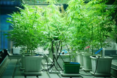 Commercial hemp farming in a greenhouse. Industrial hemp grown to produce CBD oil