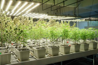 Commercial hemp farming in a greenhouse. Industrial hemp grown to produce CBD oil