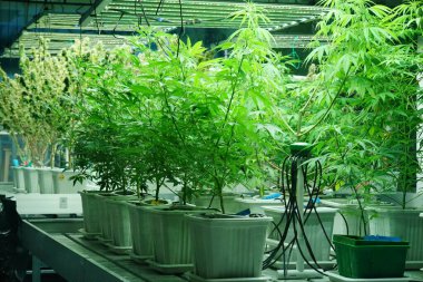 Commercial hemp farming in a greenhouse. Industrial hemp grown to produce CBD oil