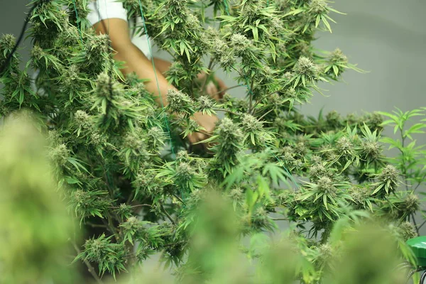Commercial hemp farming in a greenhouse. Industrial hemp grown to produce CBD oil