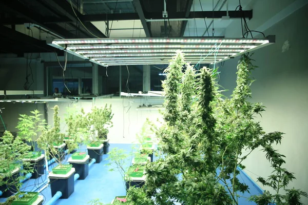 Commercial hemp farming in a greenhouse. Industrial hemp grown to produce CBD oil