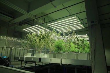 Commercial hemp farming in a greenhouse. Industrial hemp grown to produce CBD oil