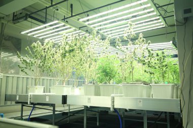 Commercial hemp farming in a greenhouse. Industrial hemp grown to produce CBD oil