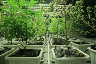 Commercial hemp farming in a greenhouse. Industrial hemp grown to produce CBD oil