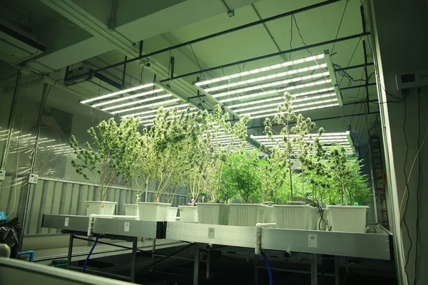 Commercial hemp farming in a greenhouse. Industrial hemp grown to produce CBD oil