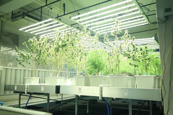 Commercial hemp farming in a greenhouse. Industrial hemp grown to produce CBD oil