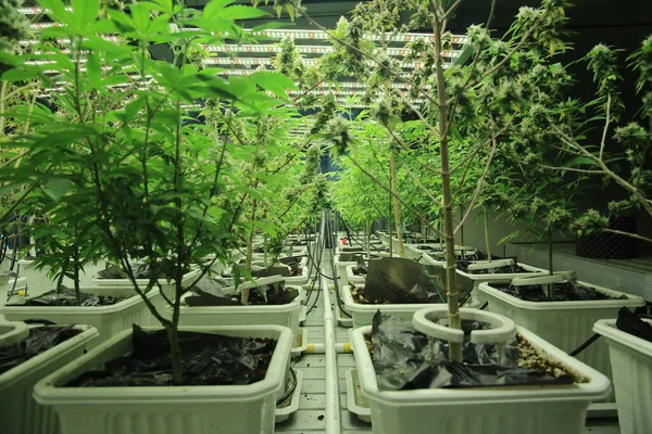 Commercial hemp farming in a greenhouse. Industrial hemp grown to produce CBD oil