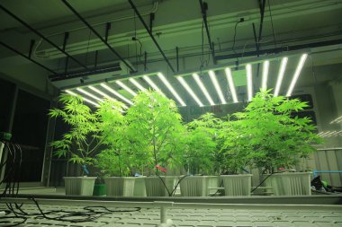 Commercial hemp farming in a greenhouse. Industrial hemp grown to produce CBD oil