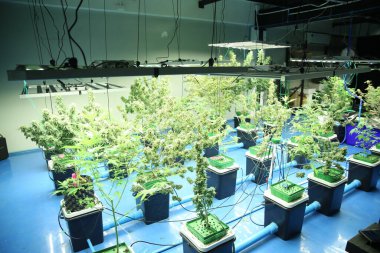 Commercial hemp farming in a greenhouse. Industrial hemp grown to produce CBD oil