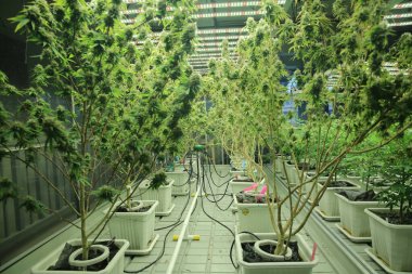 Commercial hemp farming in a greenhouse. Industrial hemp grown to produce CBD oil