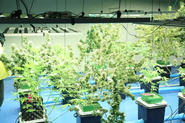 Commercial hemp farming in a greenhouse. Industrial hemp grown to produce CBD oil