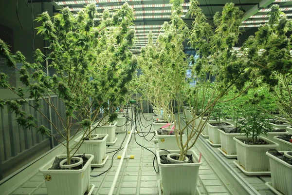 Commercial hemp farming in a greenhouse. Industrial hemp grown to produce CBD oil